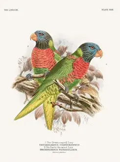 Tropical Bird Prints: Vintage Parrot Illustration. Colorful drawing of parrots from a 19th-century book published in London