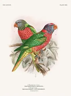 Vintage Parrot Illustration. Colorful drawing of parrots from a 19th-century book published in London. Circa 1896