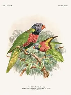 Tropical Bird Prints: Vintage Parrot Illustration. Colorful drawing of parrots from a 19th-century book published in London