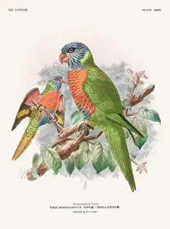 Vintage Parrot Illustration. Colorful drawing of parrots from a 19th-century book published in London. Circa 1896