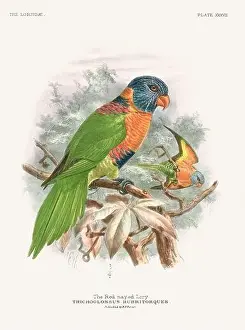 Tropical Bird Prints: Vintage Parrot Illustration. Colorful drawing of parrots from a 19th-century book published in London