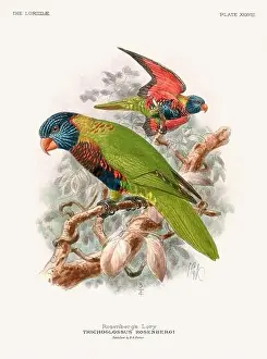Tropical Bird Prints: Vintage Parrot Illustration. Colorful drawing of parrots from a 19th-century book published in London