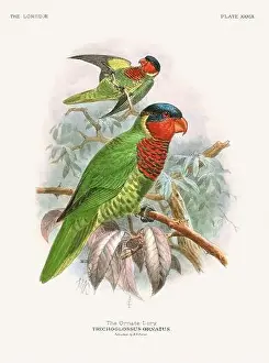 Tropical Bird Prints: Vintage Parrot Illustration. Colorful drawing of parrots from a 19th-century book published in London