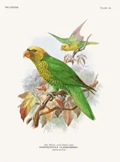 Tropical Bird Prints: Vintage Parrot Illustration. Colorful drawing of parrots from a 19th-century book published in London