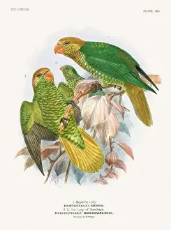 Tropical Bird Prints: Vintage Parrot Illustration. Colorful drawing of parrots from a 19th-century book published in London