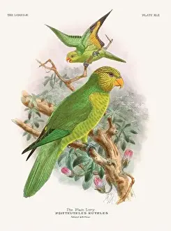 Tropical Bird Prints: Vintage Parrot Illustration. Colorful drawing of parrots from a 19th-century book published in London
