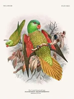 Tropical Bird Prints: Vintage Parrot Illustration. Colorful drawing of parrots from a 19th-century book published in London