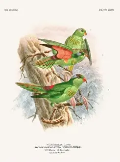 Tropical Bird Prints: Vintage Parrot Illustration. Colorful drawing of parrots from a 19th-century book published in London