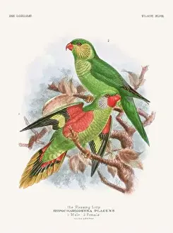 Tropical Bird Prints: Vintage Parrot Illustration. Colorful drawing of parrots from a 19th-century book published in London