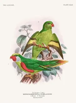 Tropical Bird Prints: Vintage Parrot Illustration. Colorful drawing of parrots from a 19th-century book published in London