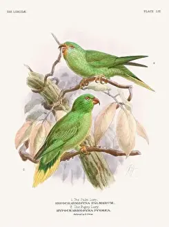 Tropical Bird Prints: Vintage Parrot Illustration. Colorful drawing of parrots from a 19th-century book published in London