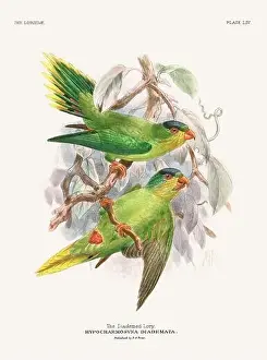 Tropical Bird Prints: Vintage Parrot Illustration. Colorful drawing of parrots from a 19th-century book published in London