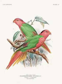 Tropical Bird Prints: Vintage Parrot Illustration. Colorful drawing of parrots from a 19th-century book published in London