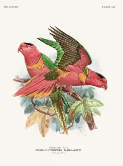 Tropical Bird Prints: Vintage Parrot Illustration. Colorful drawing of parrots from a 19th-century book published in London