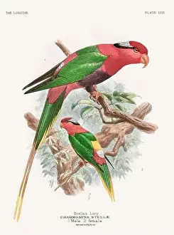 Vintage Parrot Illustration. Colorful drawing of parrots from a 19th-century book published in London. Circa 1896