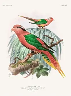 Vintage Parrot Illustration. Colorful drawing of parrots from a 19th-century book published in London. Circa 1896