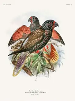 Tropical Bird Prints: Vintage Parrot Illustration. Colorful drawing of parrots from a 19th-century book published in London