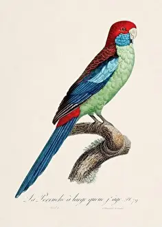 Vintage parrot illustration. Zoologically detailed French depiction (circa 1805)