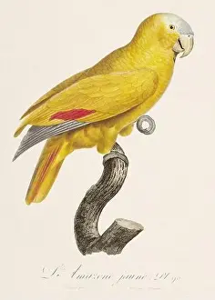Vintage parrot illustration. Zoologically detailed French depiction (circa 1805)