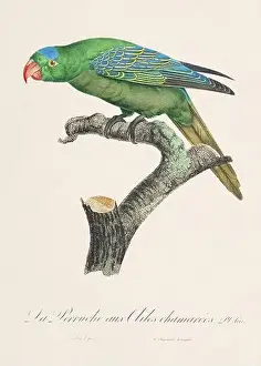 Vintage parrot illustration. Zoologically detailed French depiction (circa 1805)