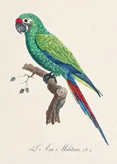 Vintage parrot illustration. Zoologically detailed French depiction (circa 1805)
