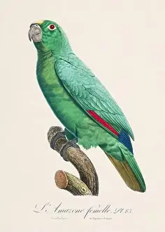 Captivating Prints: Vintage parrot illustration. Zoologically detailed French depiction (circa 1805)