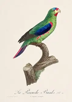 Vintage parrot illustration. Zoologically detailed French depiction (circa 1805)