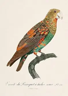 Vintage parrot illustration. Zoologically detailed French depiction (circa 1805)