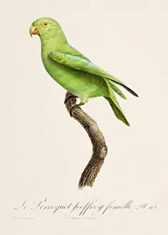 Vintage parrot illustration. Zoologically detailed French depiction (circa 1805)