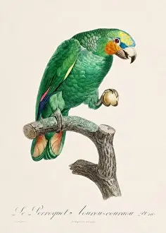 Vintage parrot illustration. Zoologically detailed French depiction (circa 1805)