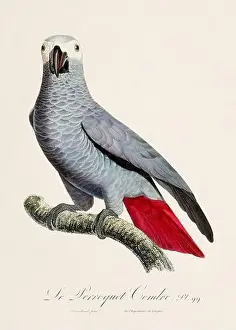 Vintage parrot illustration. Zoologically detailed French depiction (circa 1805)