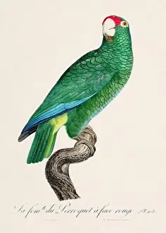 Vintage parrot illustration. Zoologically detailed French depiction (circa 1805)
