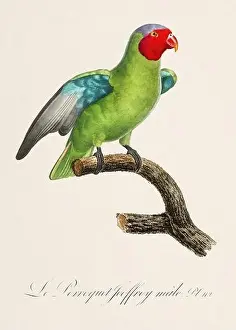 Perico Prints: Vintage parrot illustration. Zoologically detailed French depiction (circa 1805)