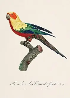 Captivating Prints: Vintage parrot illustration. Zoologically detailed French depiction (circa 1805)