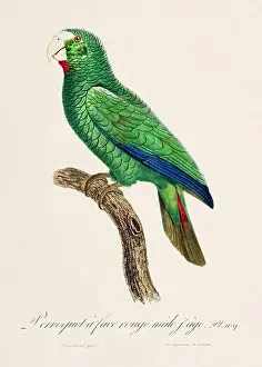 Perico Prints: Vintage parrot illustration. Zoologically detailed French depiction (circa 1805)
