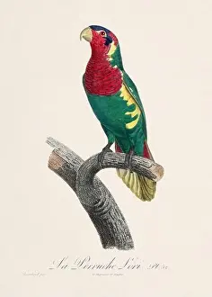 Perico Prints: Vintage parrot illustration. Zoologically detailed French depiction (circa 1805)