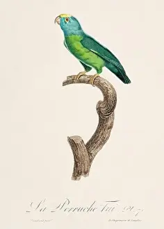 Perico Prints: Vintage parrot illustration. Zoologically detailed French depiction (circa 1805)