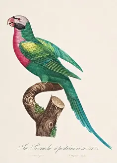 Perico Prints: Vintage parrot illustration. Zoologically detailed French depiction (circa 1805)