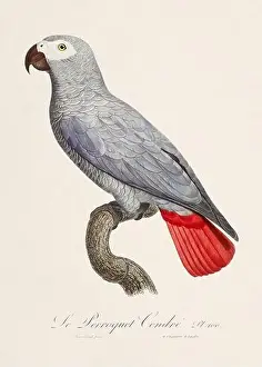 Perico Prints: Vintage parrot illustration. Zoologically detailed French depiction (circa 1805)