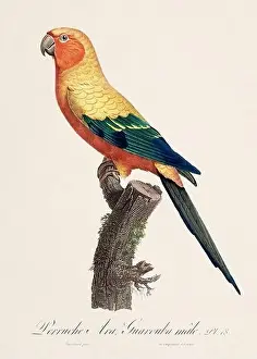 Perico Prints: Vintage parrot illustration. Zoologically detailed French depiction (circa 1805)