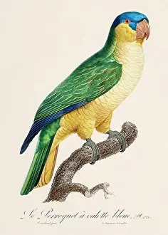 Vintage parrot illustration. Zoologically detailed French depiction (circa 1805)