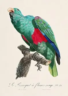 Vintage parrot illustration. Zoologically detailed French depiction (circa 1805)