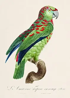 Perico Prints: Vintage parrot illustration. Zoologically detailed French depiction (circa 1805)