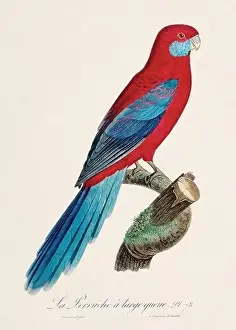 Vintage parrot illustration. Zoologically detailed French depiction (circa 1805)