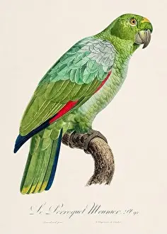 Vintage parrot illustration. Zoologically detailed French depiction (circa 1805)