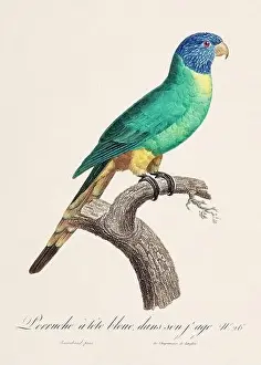 Vintage parrot illustration. Zoologically detailed French depiction (circa 1805)