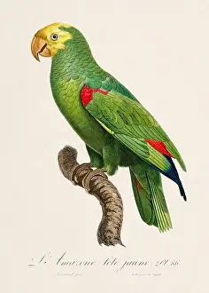 Perico Prints: Vintage parrot illustration. Zoologically detailed French depiction (circa 1805)