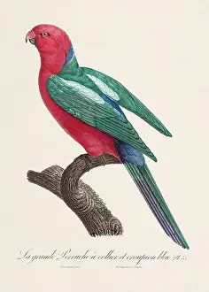 Perico Prints: Vintage parrot illustration. Zoologically detailed French depiction (circa 1805)