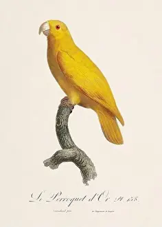 Perico Prints: Vintage parrot illustration. Zoologically detailed French depiction (circa 1805)
