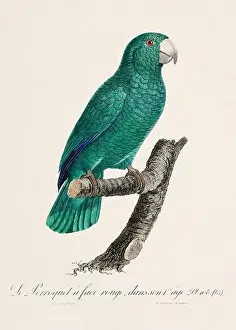Captivating Prints: Vintage parrot illustration. Zoologically detailed French depiction (circa 1805)